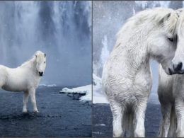 Icelandic horses