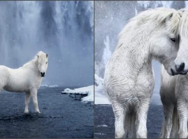 Icelandic horses
